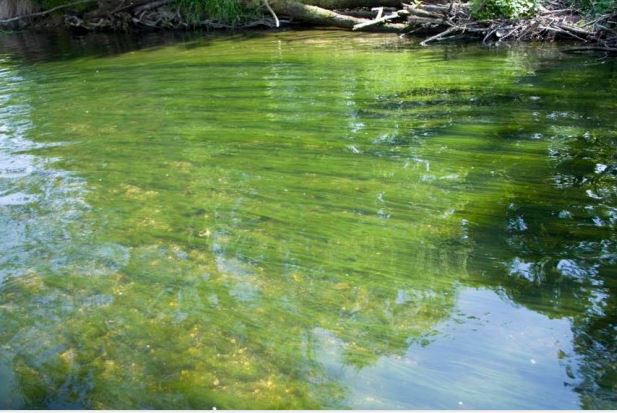 Preventing Algae Blooms from Taking Over Ponds and Lakes – Brewer