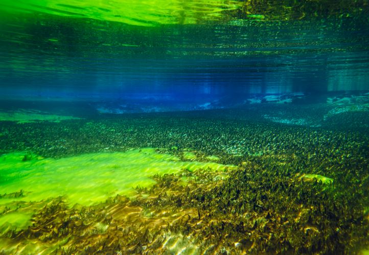 How To Clear Green Pond Water