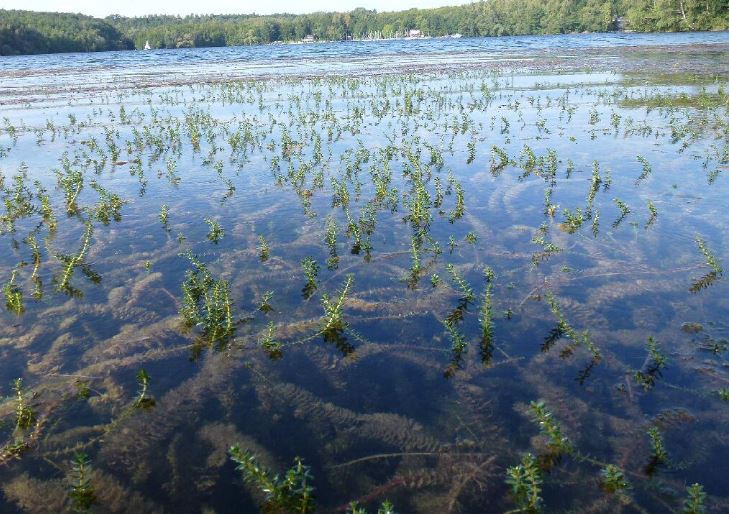 Aquatic Weed Control - Parklink