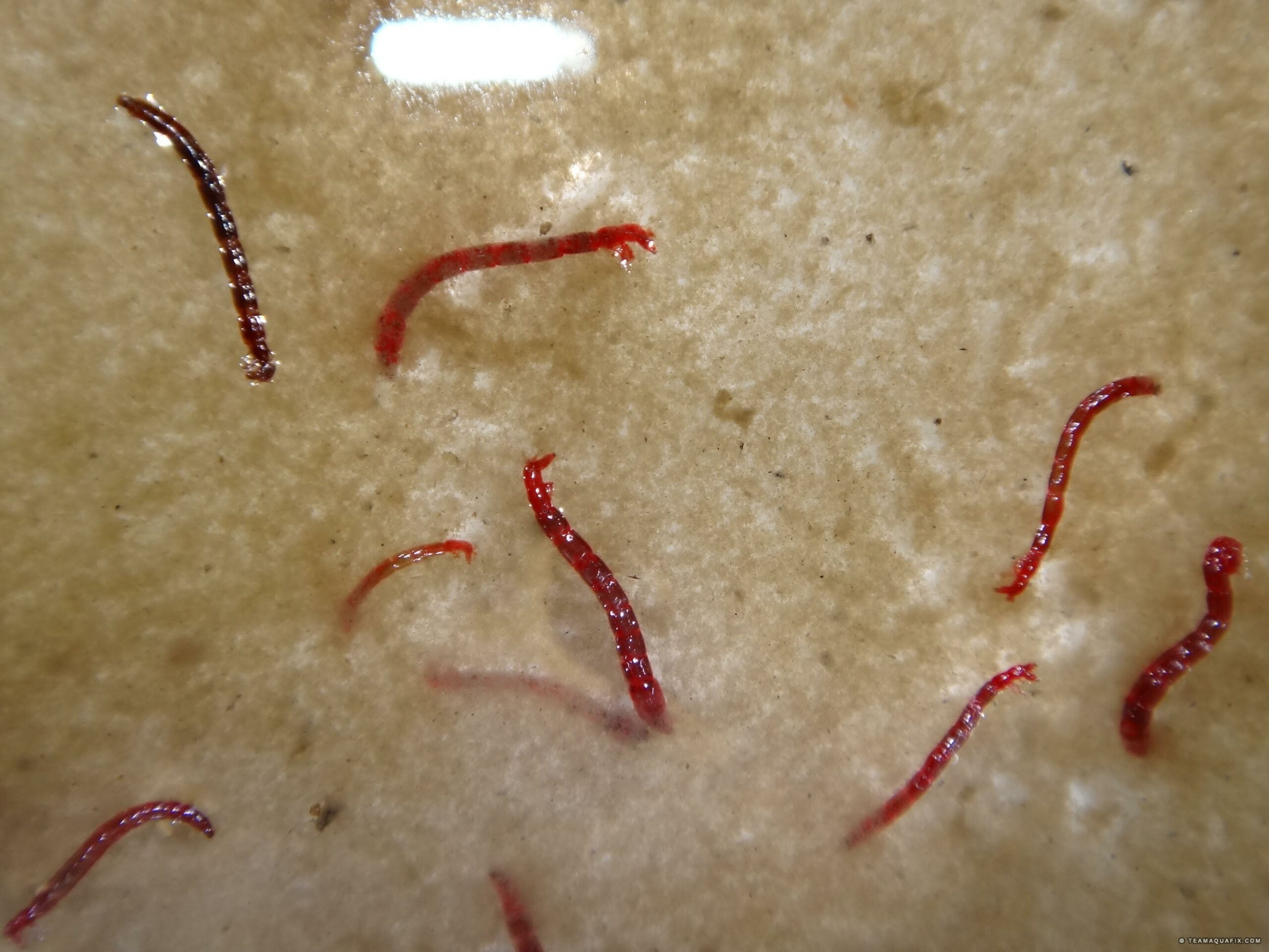 Midge or Bloodworm