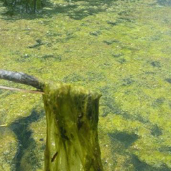 Algae Control